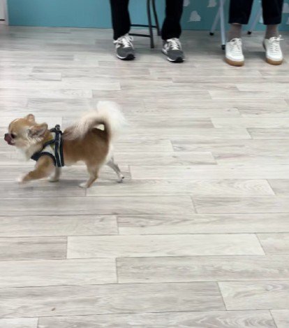 練習の成果をお披露目