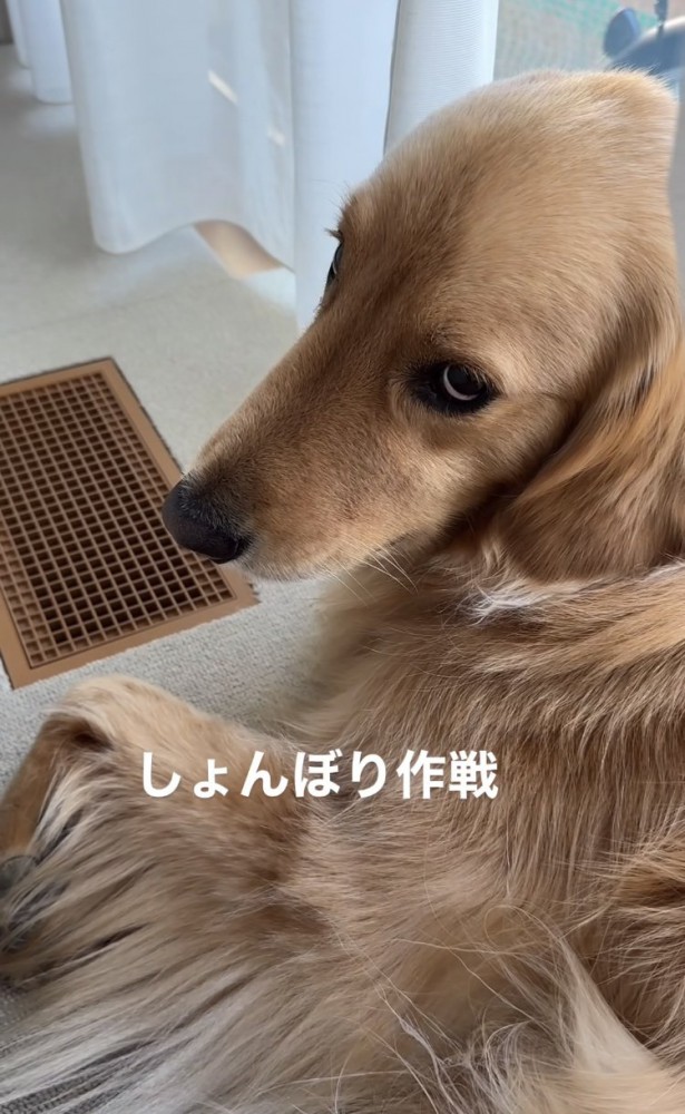 しょんぼりする犬