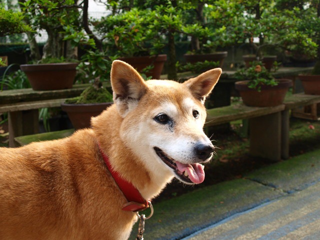 散歩中の老いた柴犬