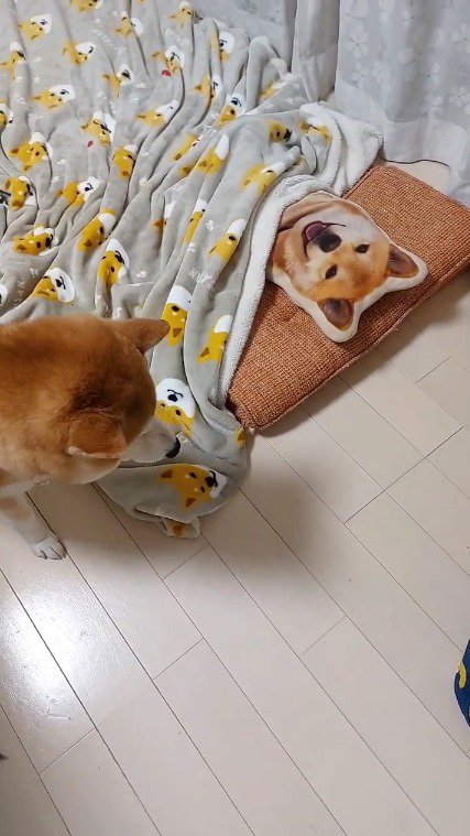 咥えていた毛布を放す犬