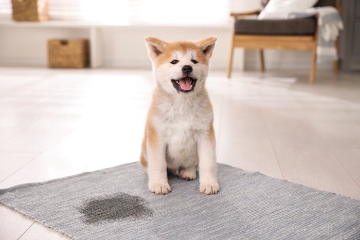 お漏らしをした笑顔の秋田犬