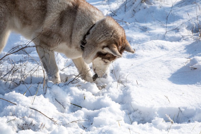 ネズミを咥える犬