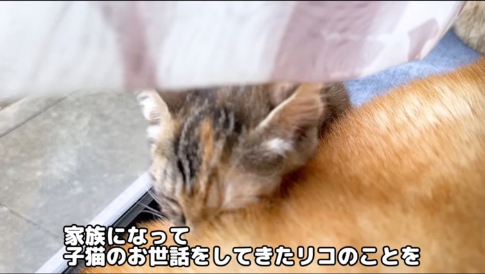 柴犬に顔を擦り付ける子猫