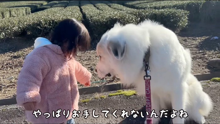 女の子が差し出した手を見つめる犬