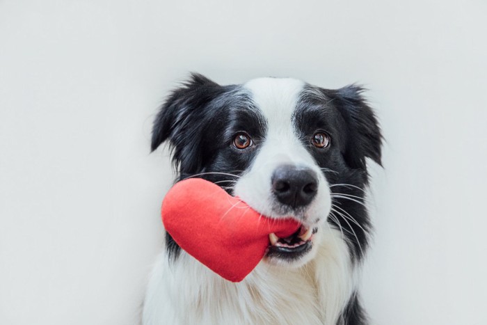 ハートを咥えた犬