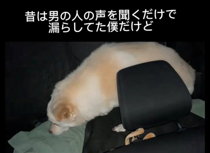 車内でうつむき加減に立つ犬