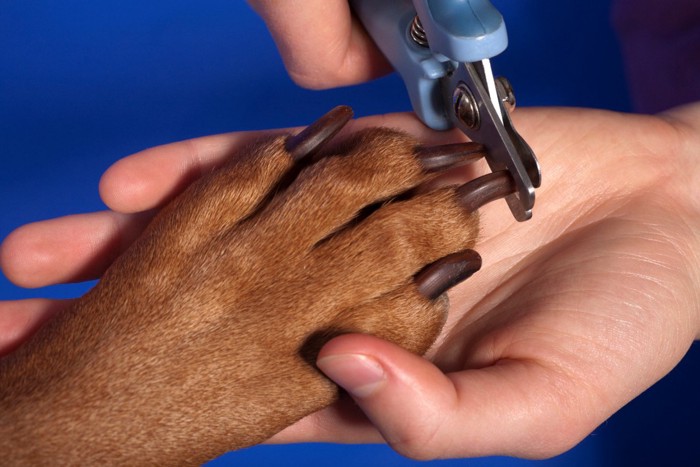 爪切りする犬の足