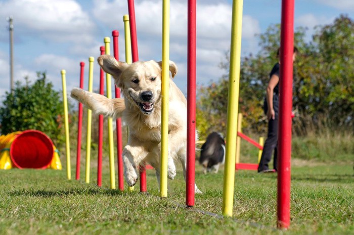 ドッグスポーツをする犬