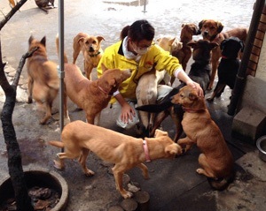 くつろいでいるこの犬達の群れ