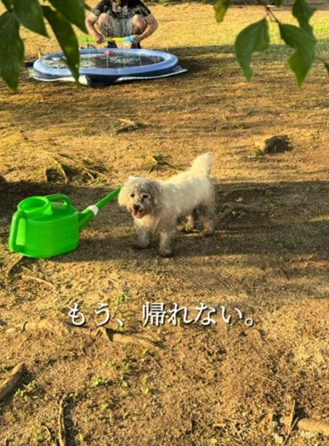 女性を見つめる全身泥まみれの犬
