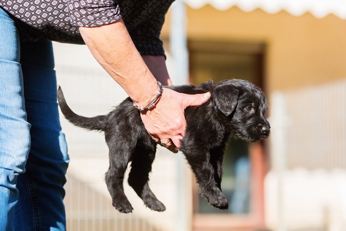 持ち上げられている黒い子犬