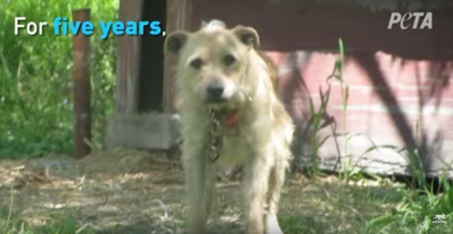 小屋の前に立つ犬