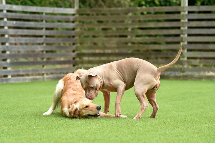 じゃれ合う犬