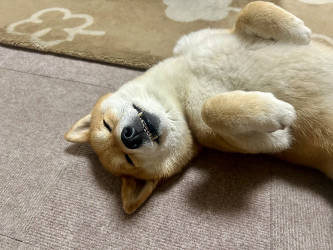 可愛すぎる