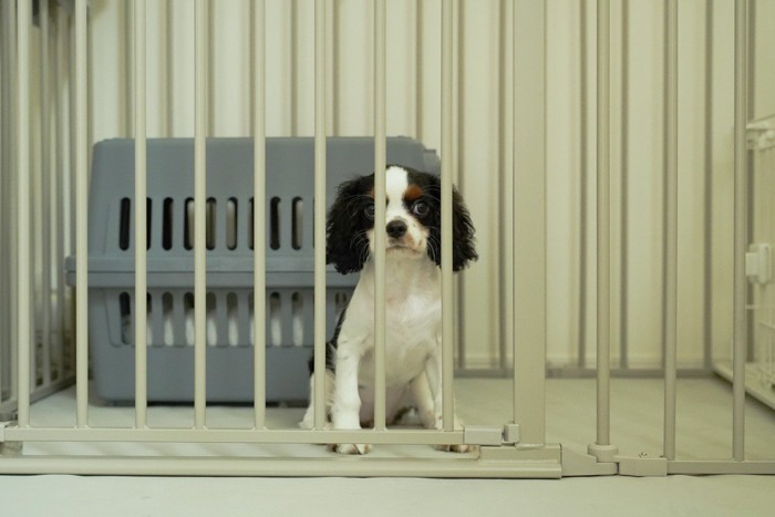 ケージの中にクレートと子犬