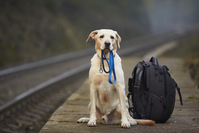 リードを咥えている犬