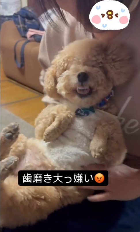 歯磨き嫌いのテンちゃんVSお母さん2