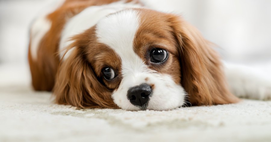 寝転びながら何かを見つめている犬