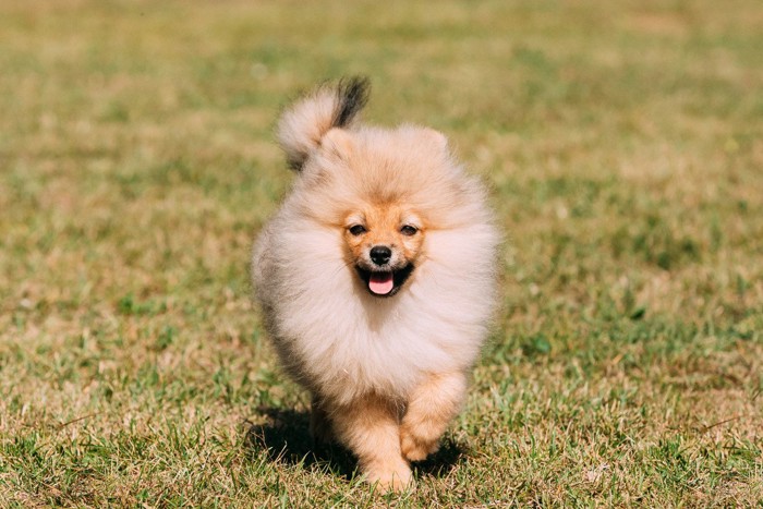 向かってくるポメラニアンの子犬