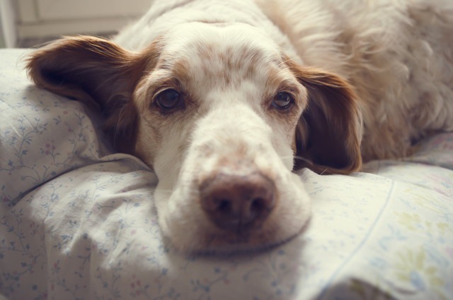 だらりと寝ている白茶の犬