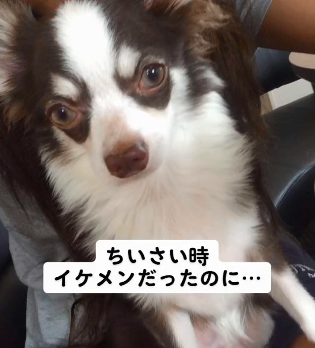 子犬のLiaくん