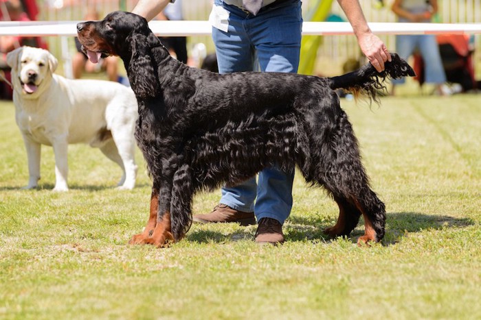 ドッグショーに出場する犬