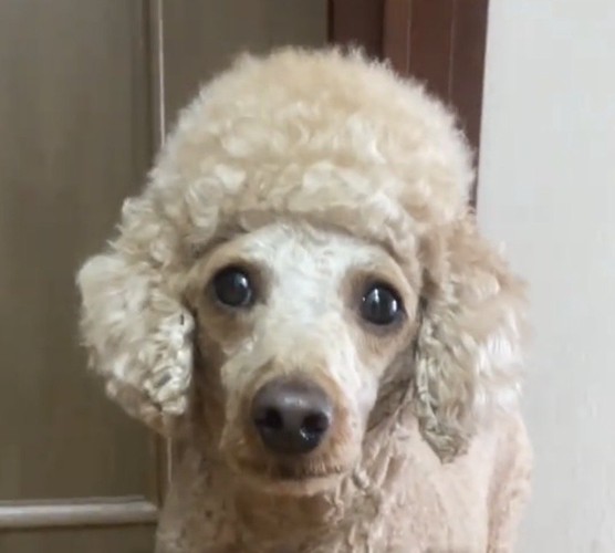 見つめる犬
