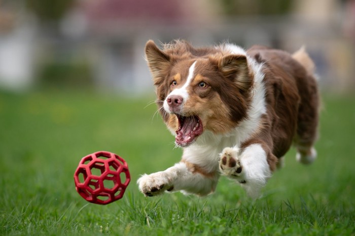 ボールを追いかけている犬