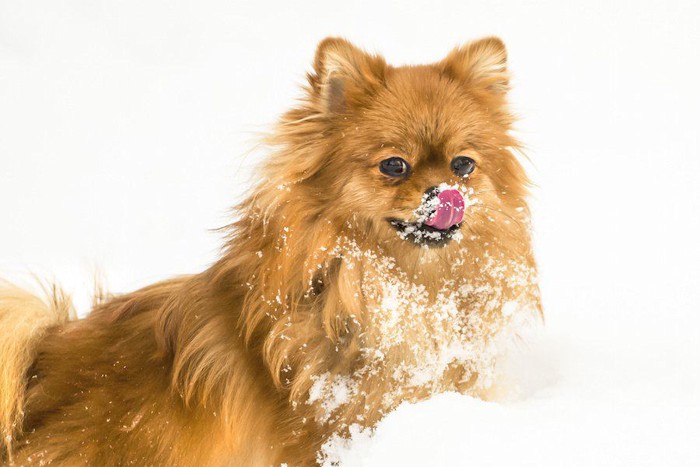 鼻についた雪を舐めるポメラニアン