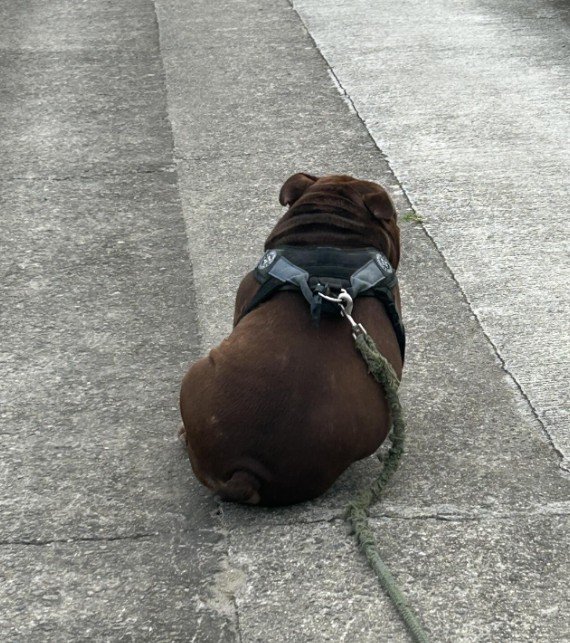 ぽてっと丸い体が可愛い