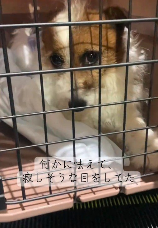 寂しそうなお目目