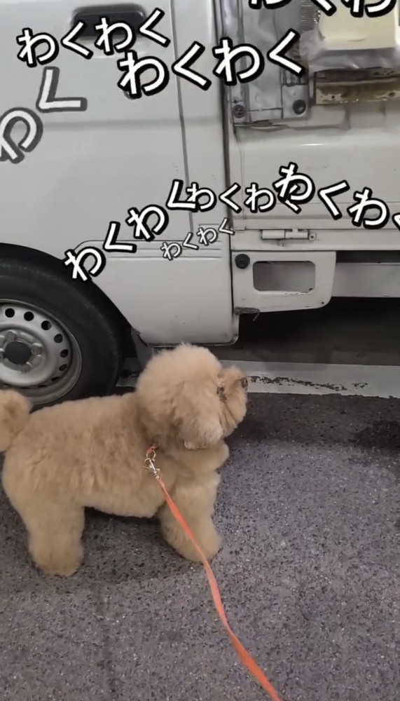 車の前を見上げる犬
