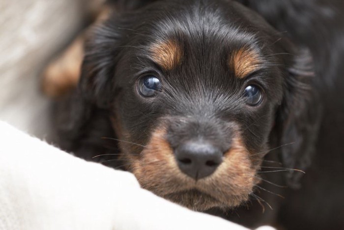 ダックスフンドの子犬の顔アップ