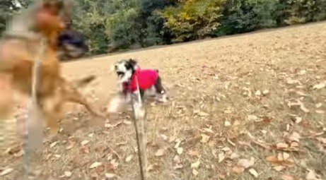 後ろに飛ぶシェパード