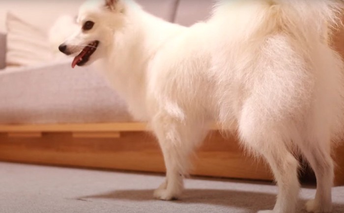 双子の子犬がかくれんぼ