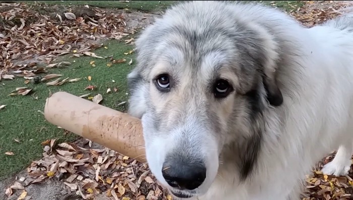 筒を咥えながら男性を見上げる犬