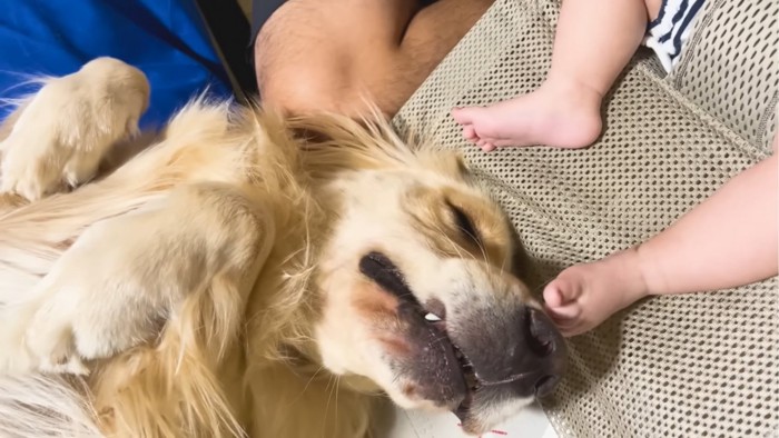 足でペシっとされる犬