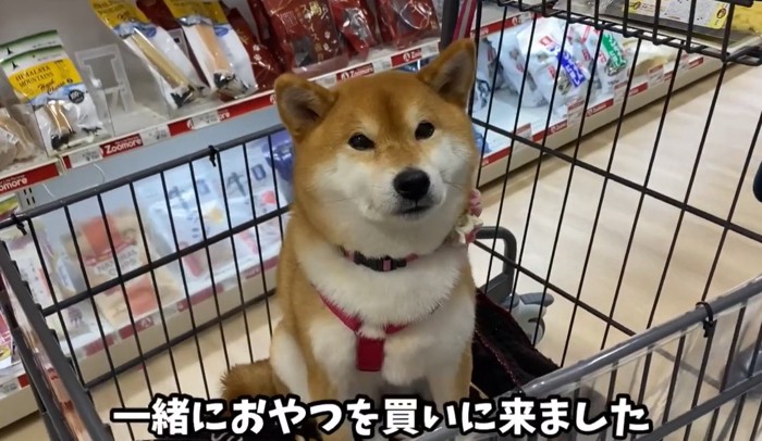 カートに乗る犬1