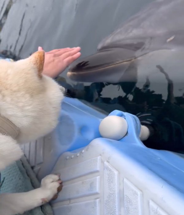 イルカと犬1