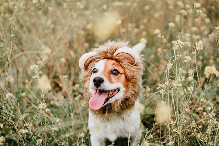 ライオンのかぶりものを被る犬