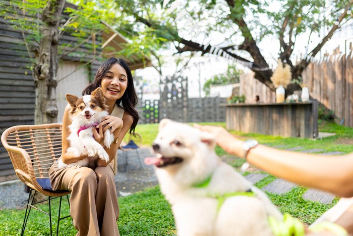 犬と女性が交流する風景