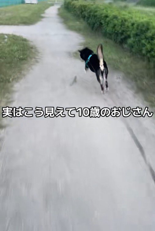 お散歩中にダッシュするくろまめ君2