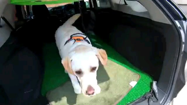 車に乗る犬