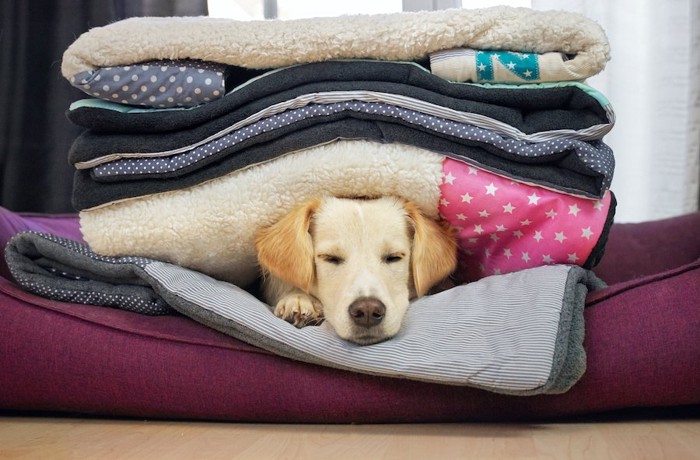 畳まれているブランケットの間に入って眠る犬