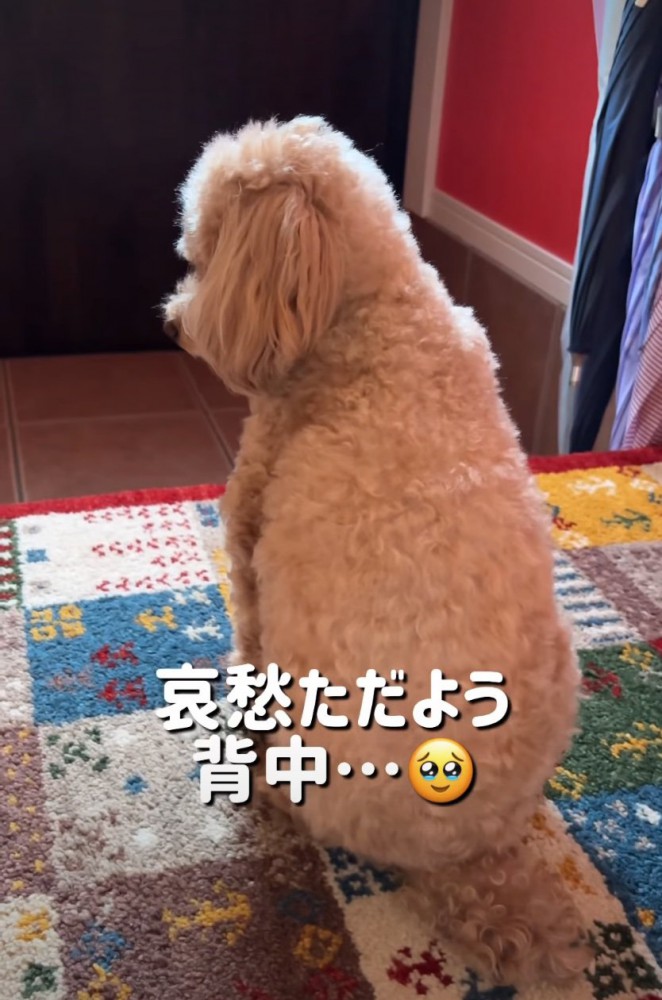 見送る犬