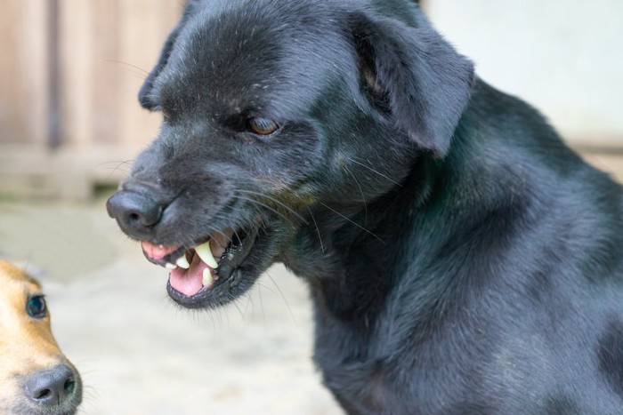 牙をむいて威嚇している犬