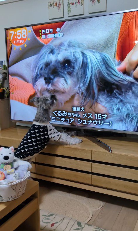 テレビに自分が出た時の風太くん5