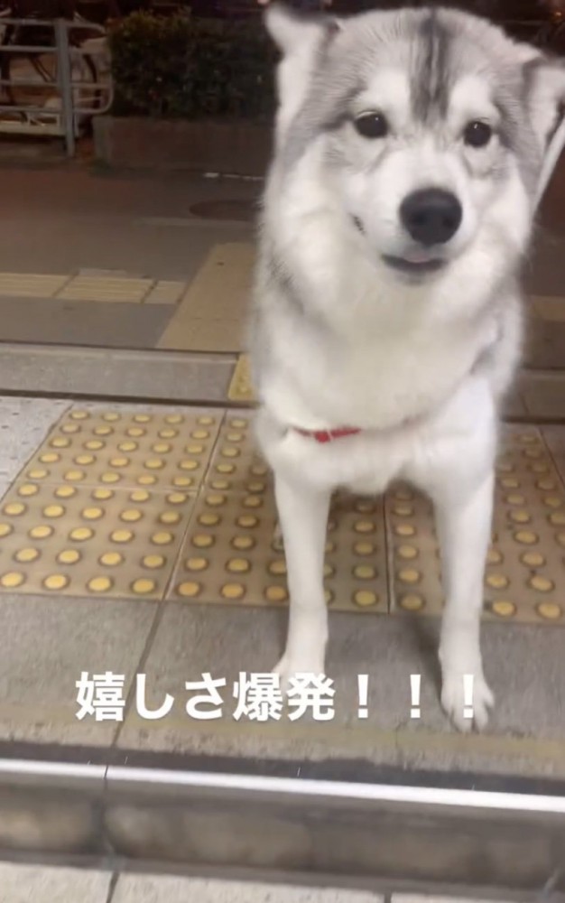 大興奮の犬