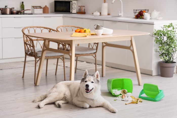 ゴミ箱を倒した犬