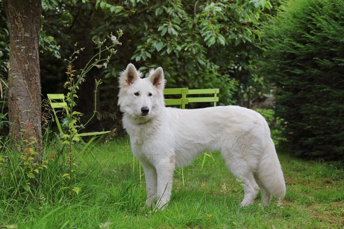 スリムな犬を横から見る